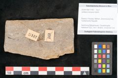 Foto (Objekt + Etikett) von Jordania moravica Helmh. (NHMW-GEO-2024-0188-11142)